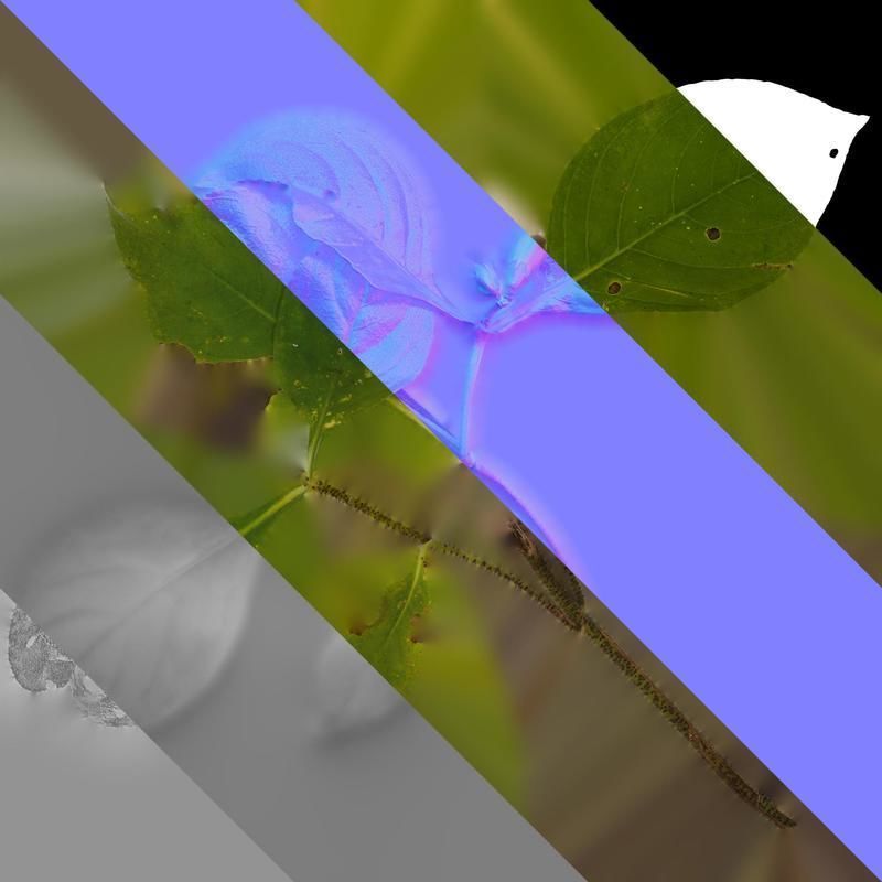 Anydrafts Hemiboea henryi Atlas 01 Texture_8