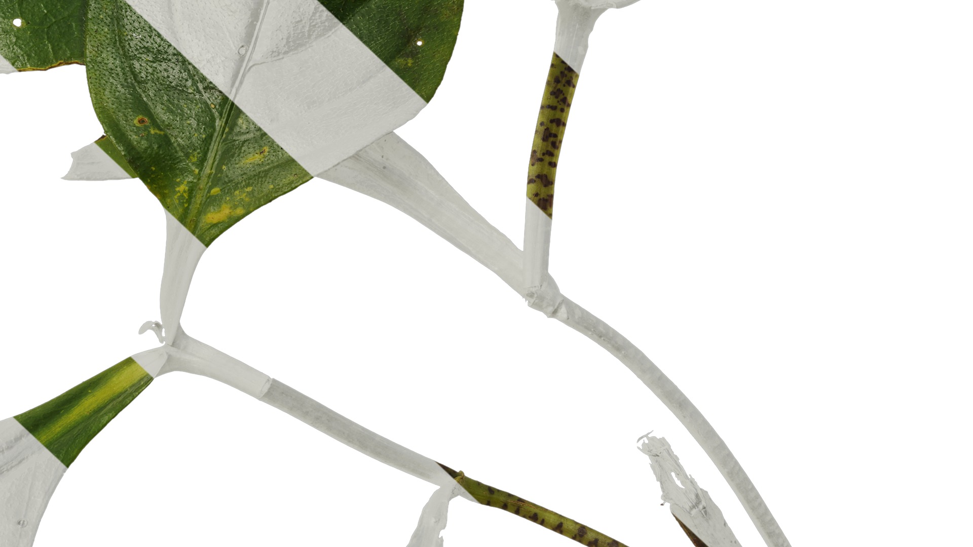 Anydrafts Hemiboea henryi Atlas 01 Texture_7