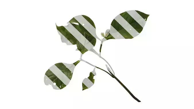 Anydrafts Hemiboea henryi Atlas 01