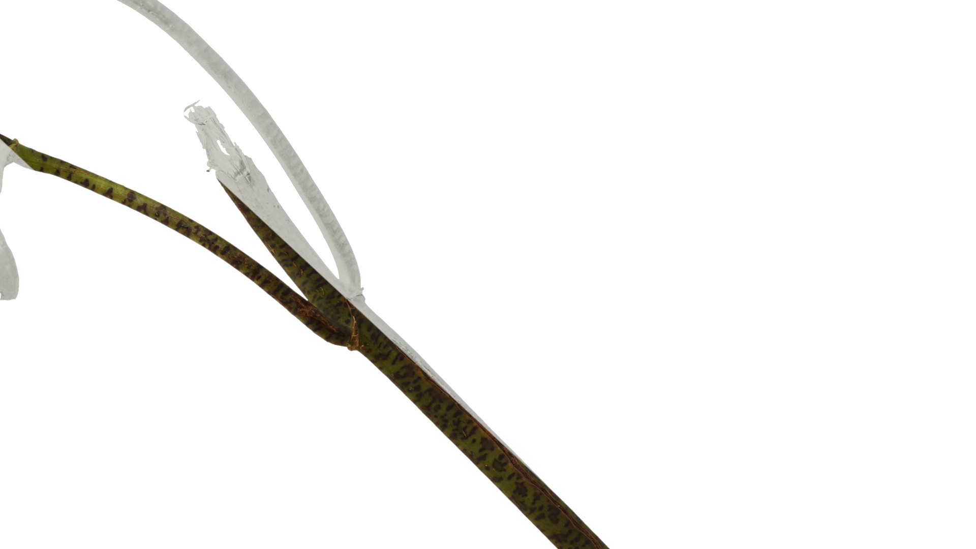 Anydrafts Hemiboea henryi Atlas 01 Texture_6