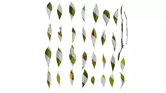 Anydrafts Phoebe zhennan Leaf 01