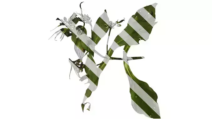 Anydrafts Hemiboea henryi Atlas 02