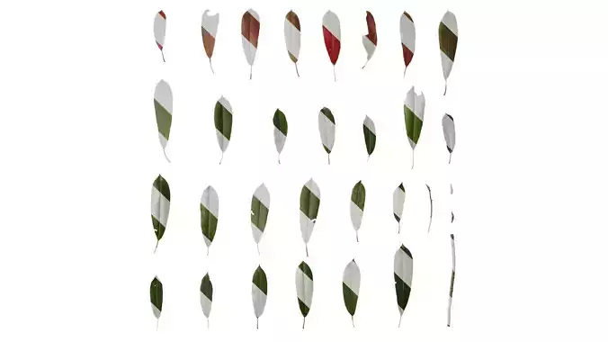 Anydrafts Photinia glabra Leaf 03