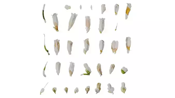 Anydrafts Hemiboea henryi Atlas 04