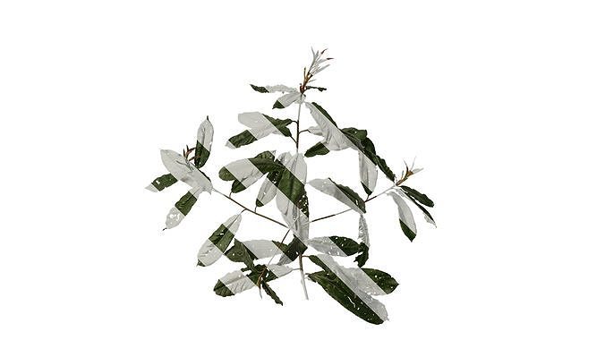 Anydrafts Photinia prionophylla Atlas 01 Texture