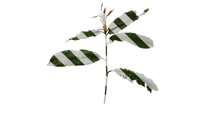 Anydrafts Photinia prionophylla Atlas 02 Texture
