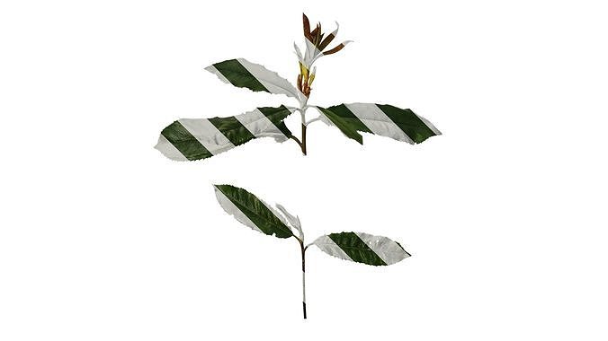 Anydrafts Photinia prionophylla Atlas 03 Texture
