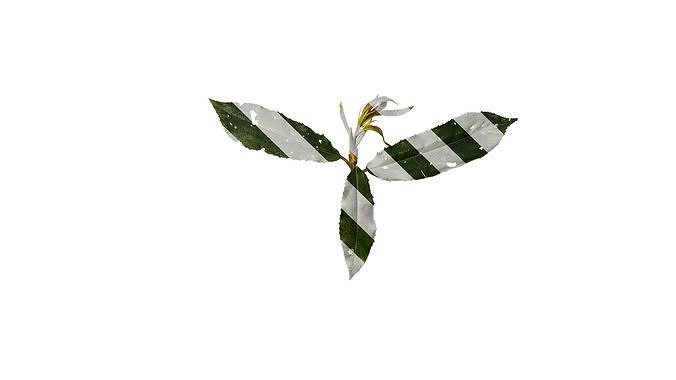 Anydrafts Photinia prionophylla Atlas 04 Texture