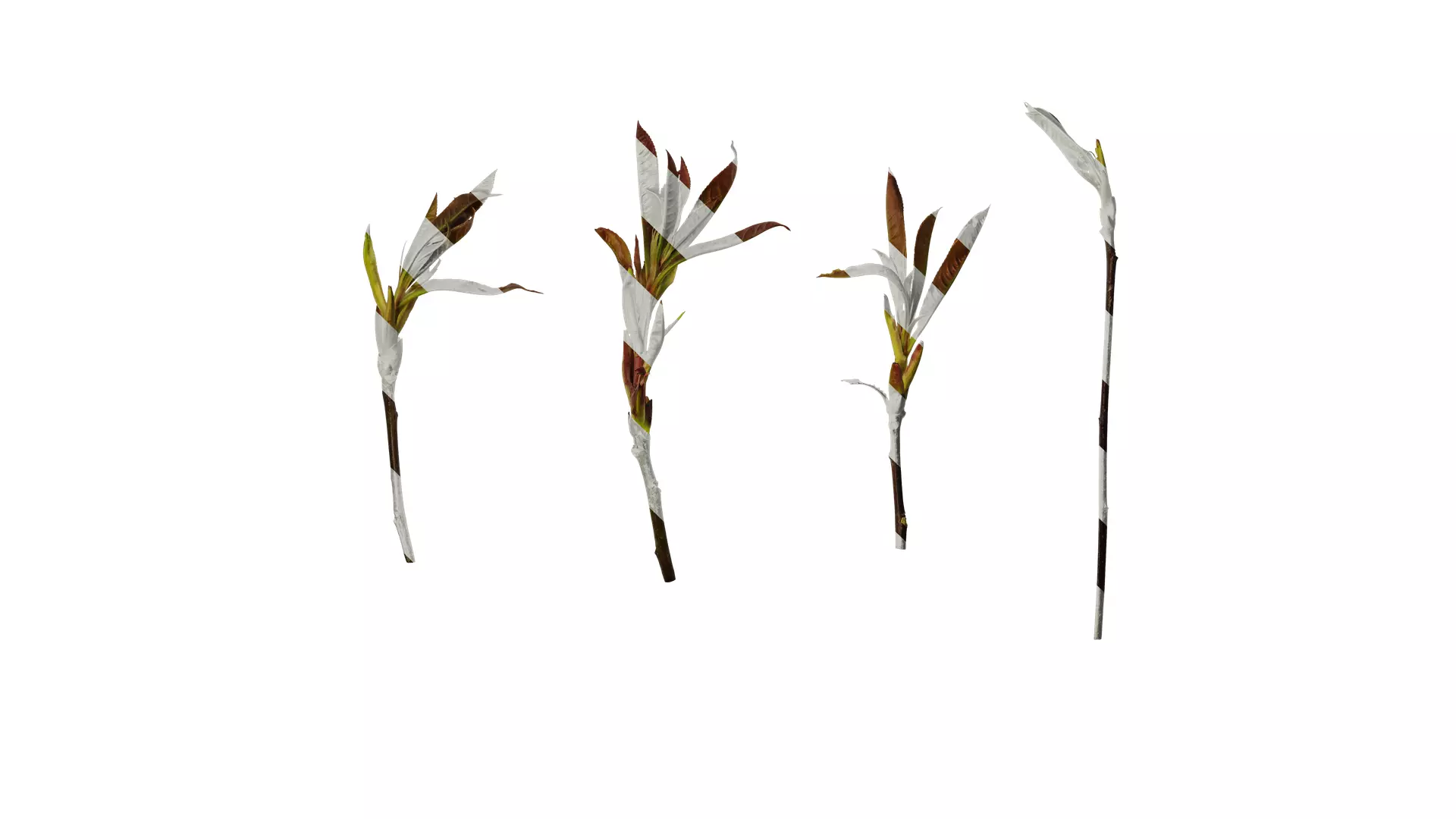 Anydrafts Photinia prionophylla Atlas 05 Texture_0