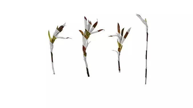 Anydrafts Photinia prionophylla Atlas 05