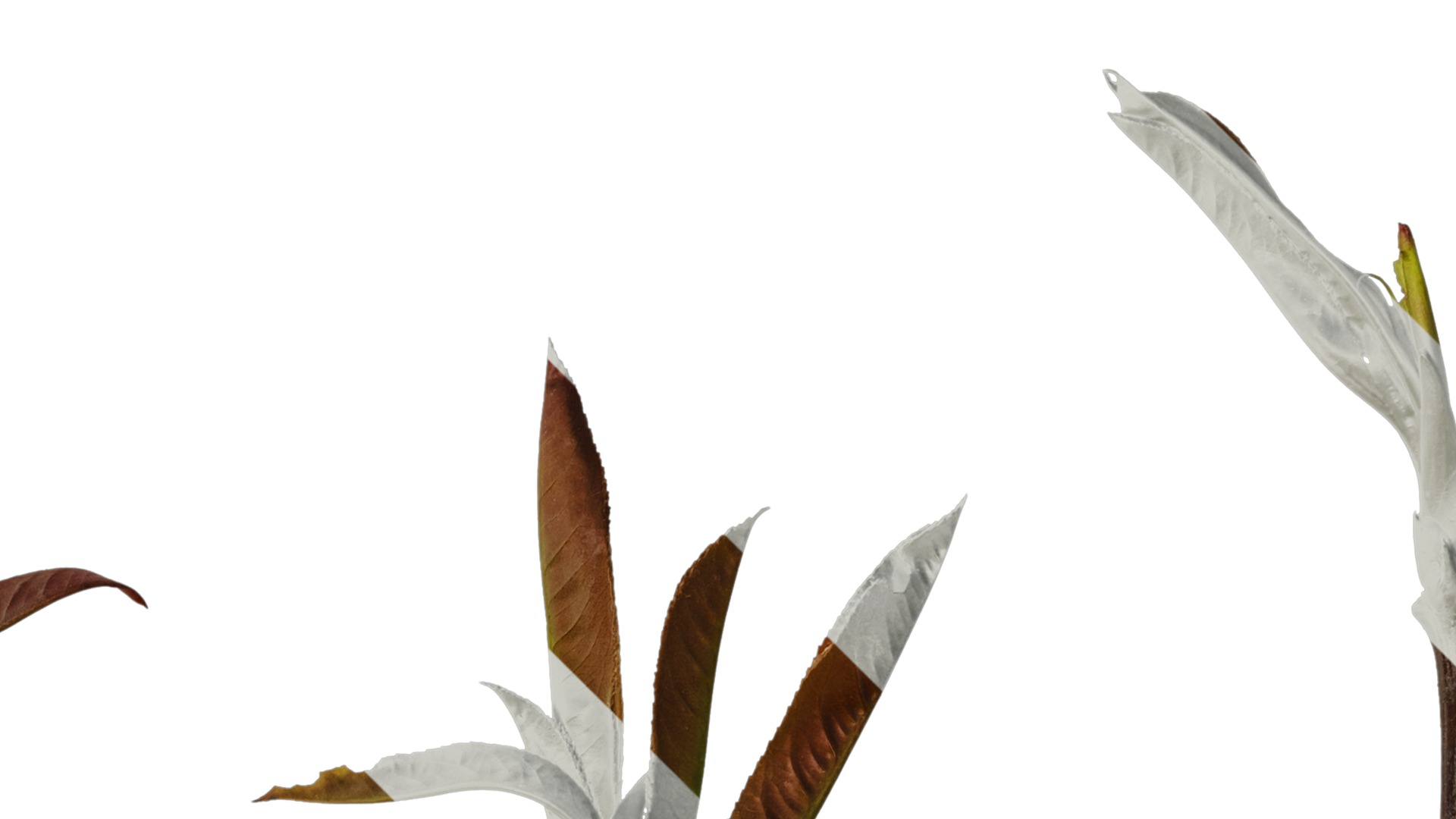 Anydrafts Photinia prionophylla Atlas 05 Texture_2