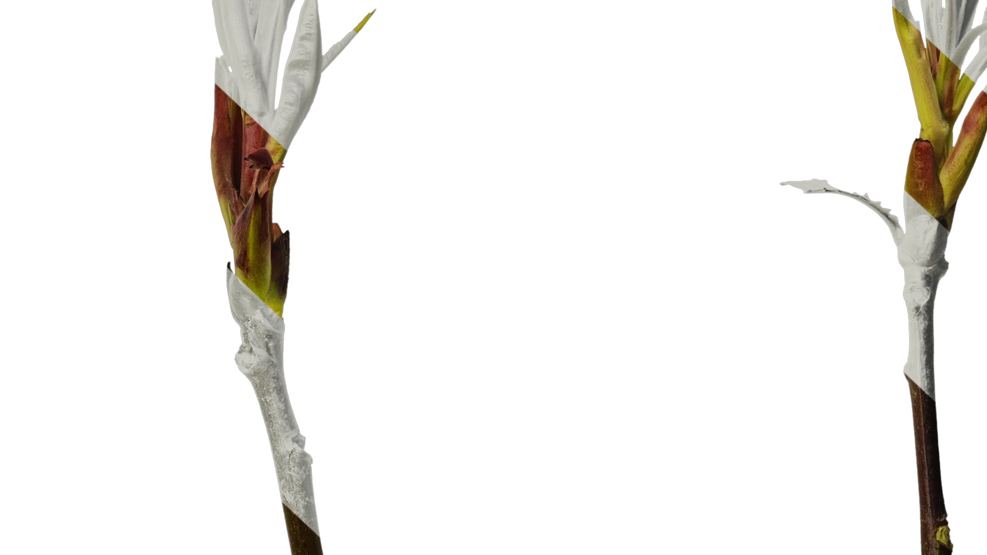 Anydrafts Photinia prionophylla Atlas 05 Texture_7