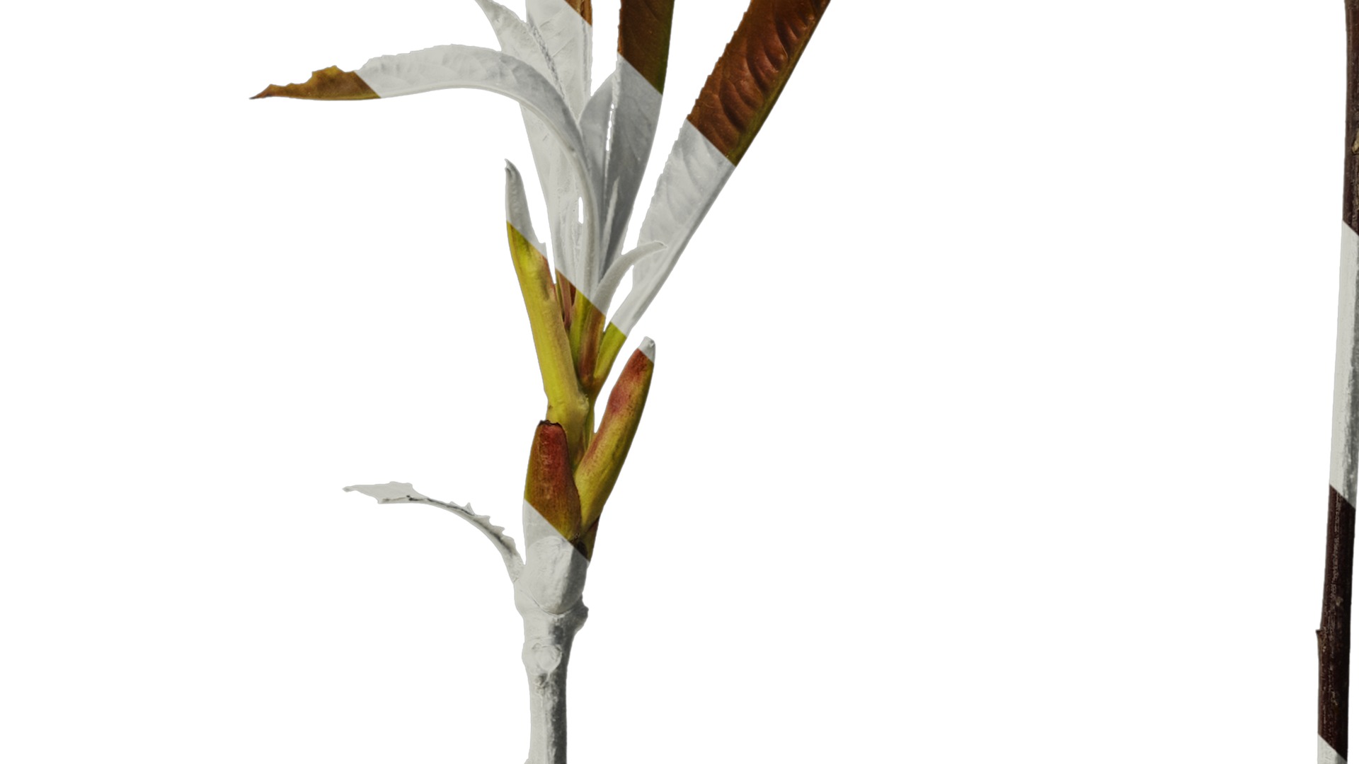 Anydrafts Photinia prionophylla Atlas 05 Texture_4