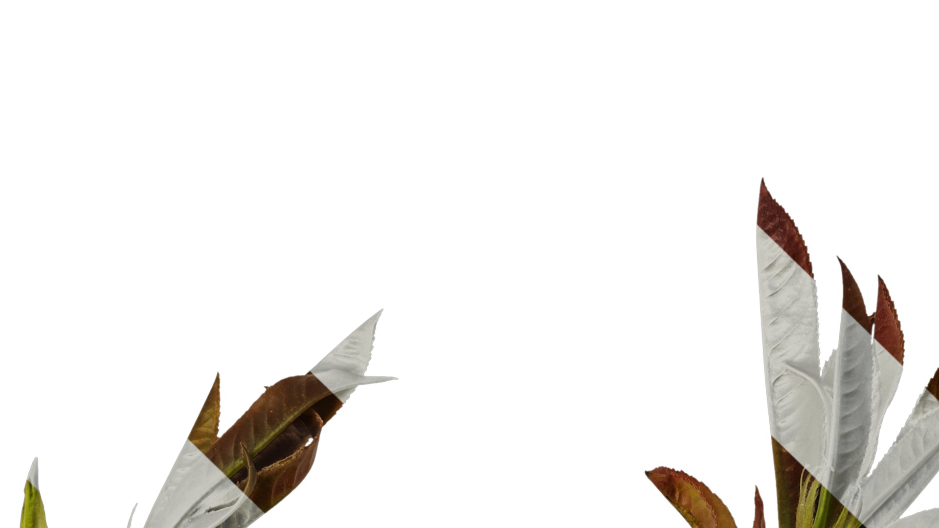 Anydrafts Photinia prionophylla Atlas 05 Texture_1