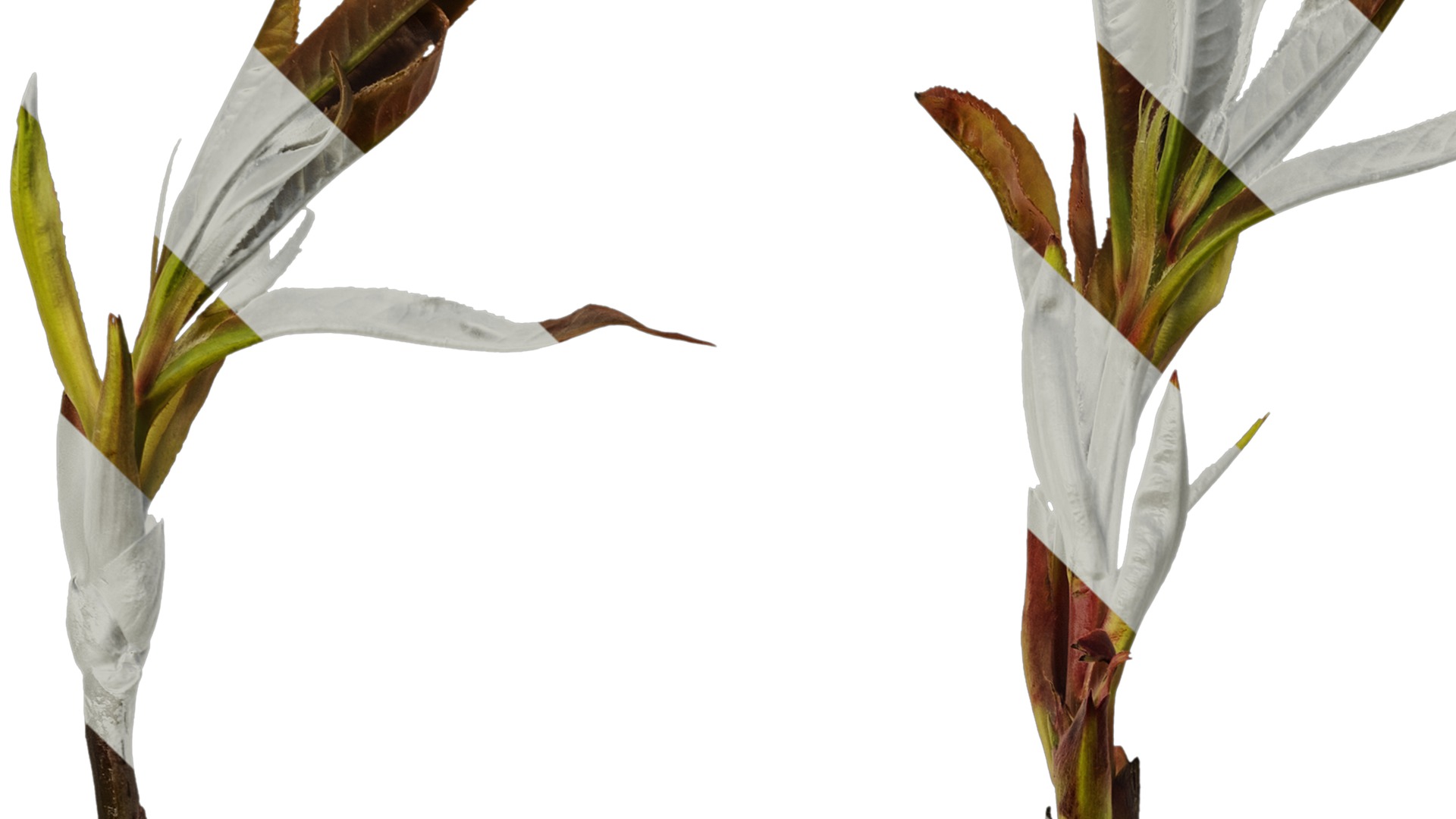 Anydrafts Photinia prionophylla Atlas 05 Texture_3