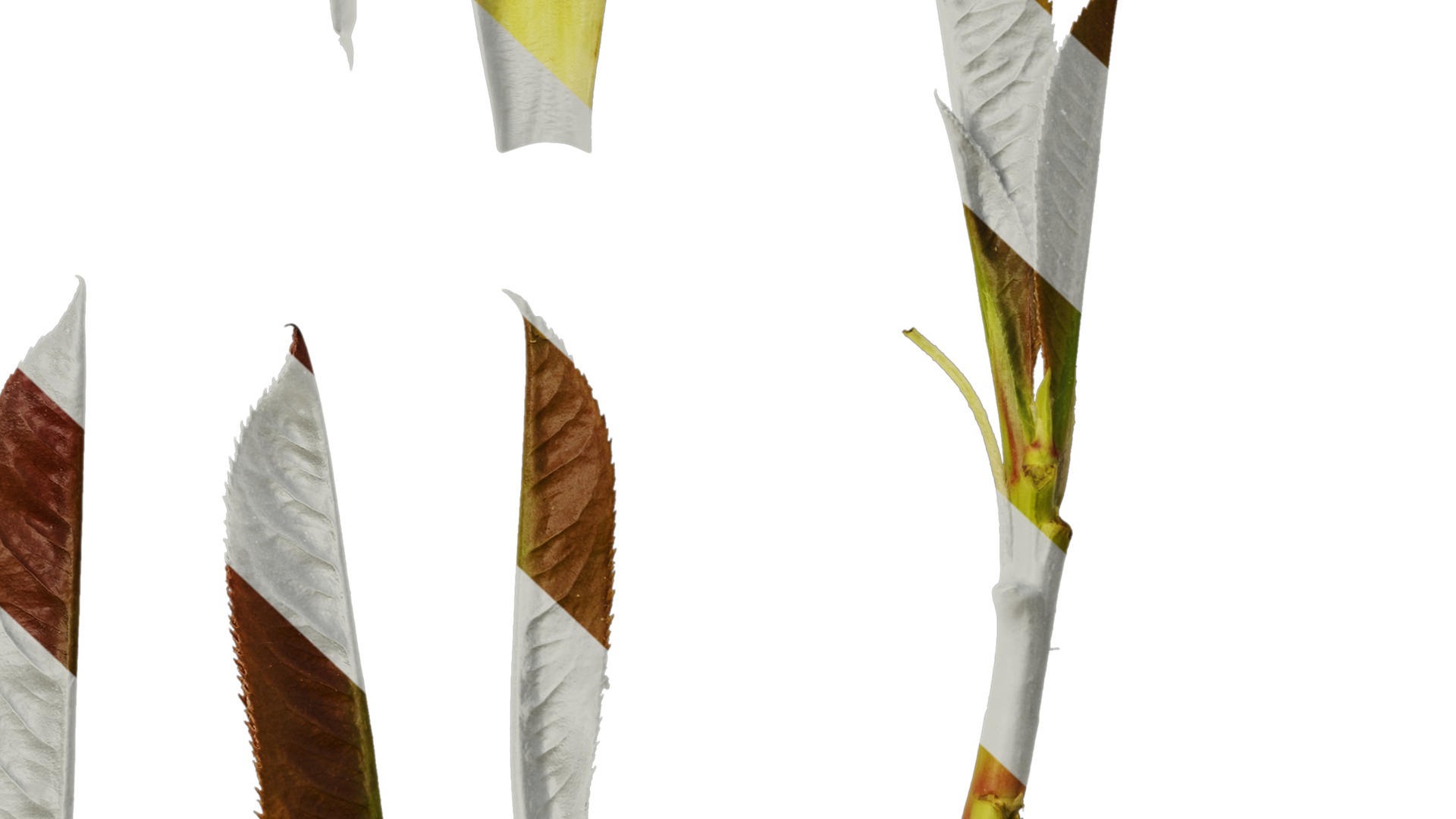 Anydrafts Photinia prionophylla Atlas 06 Texture_7