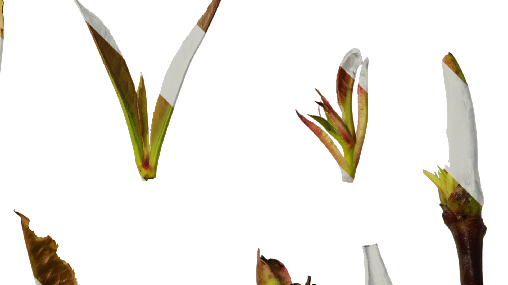 Anydrafts Photinia prionophylla Atlas 06 Texture_2