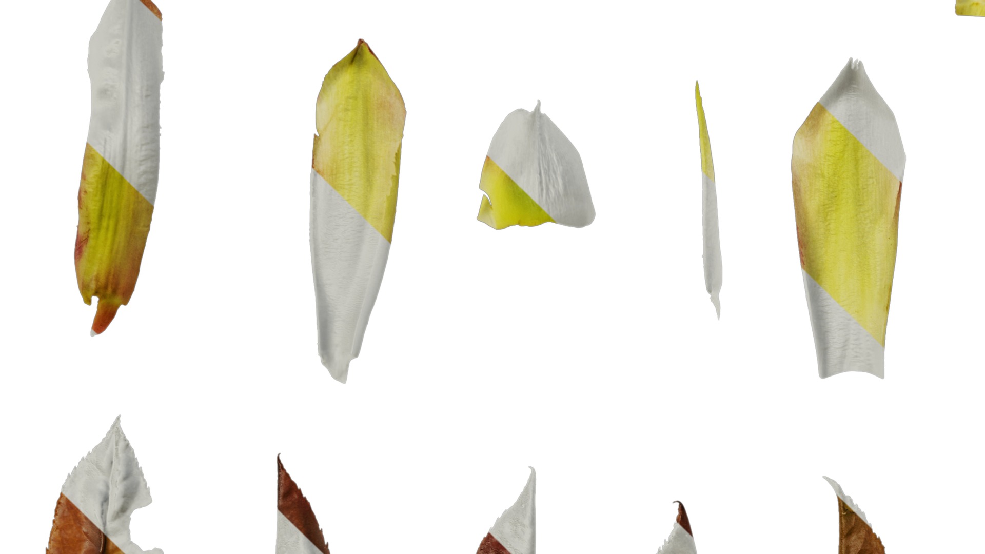 Anydrafts Photinia prionophylla Atlas 06 Texture_3