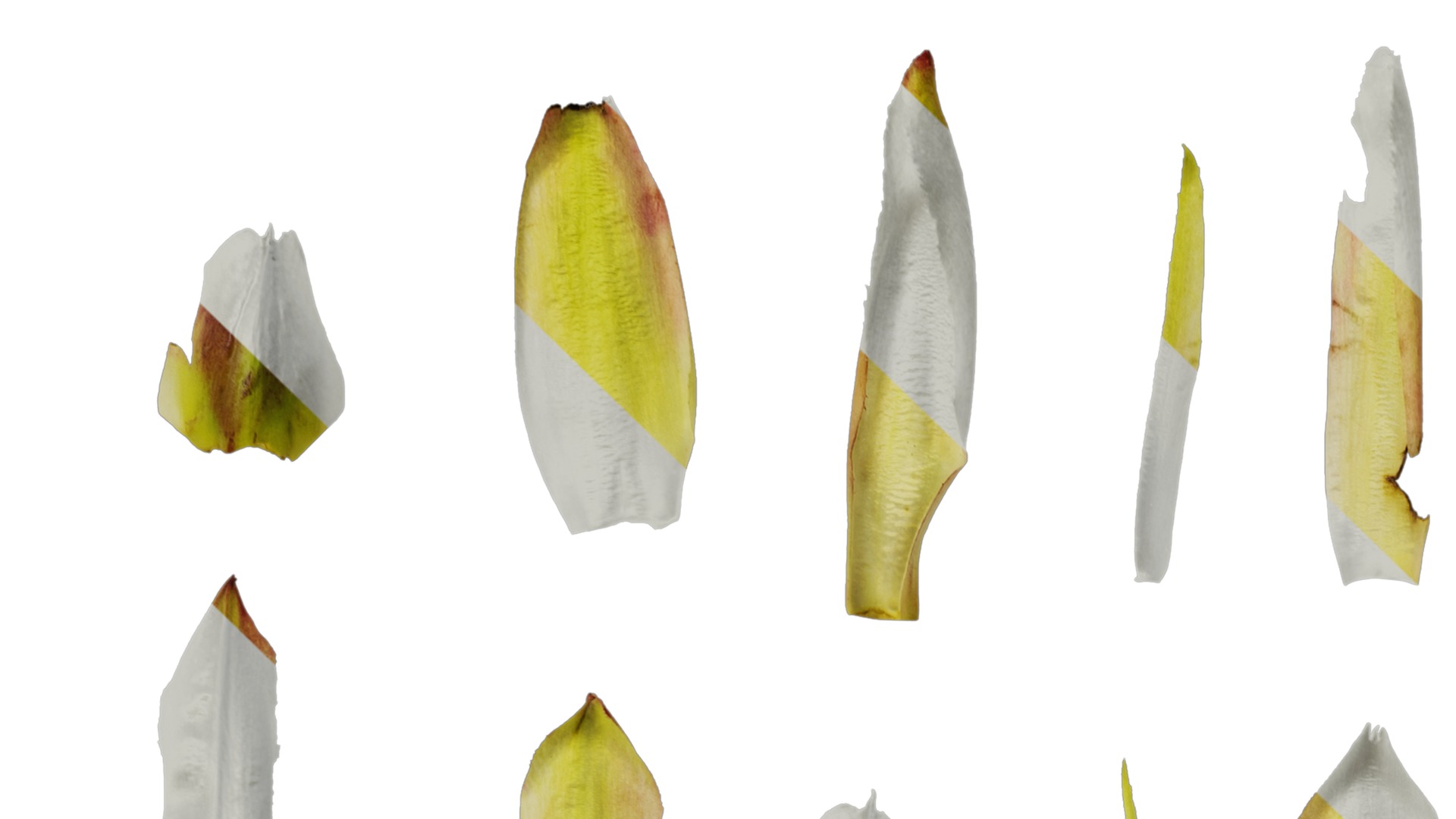 Anydrafts Photinia prionophylla Atlas 06 Texture_1