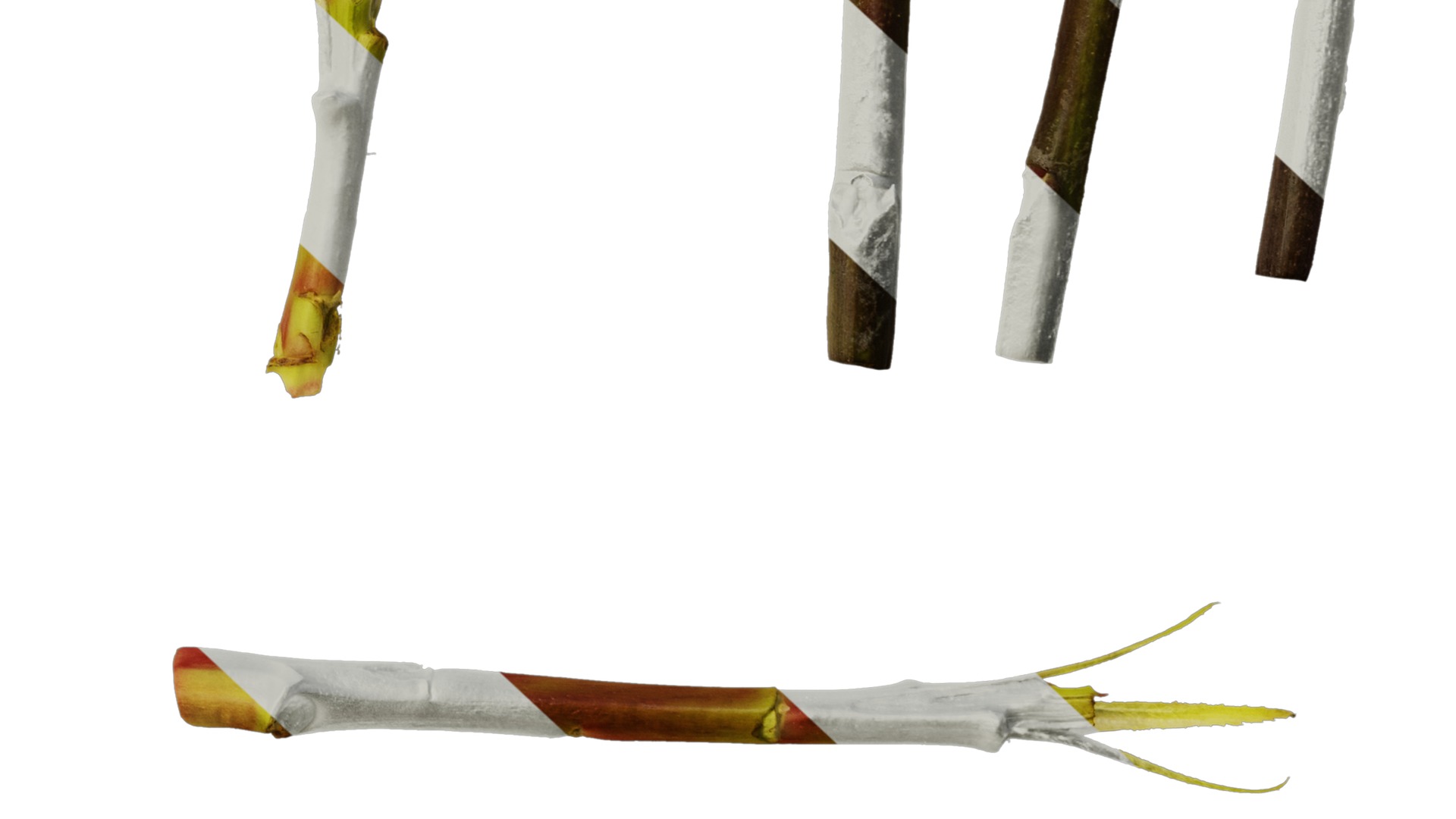 Anydrafts Photinia prionophylla Atlas 06 Texture_6