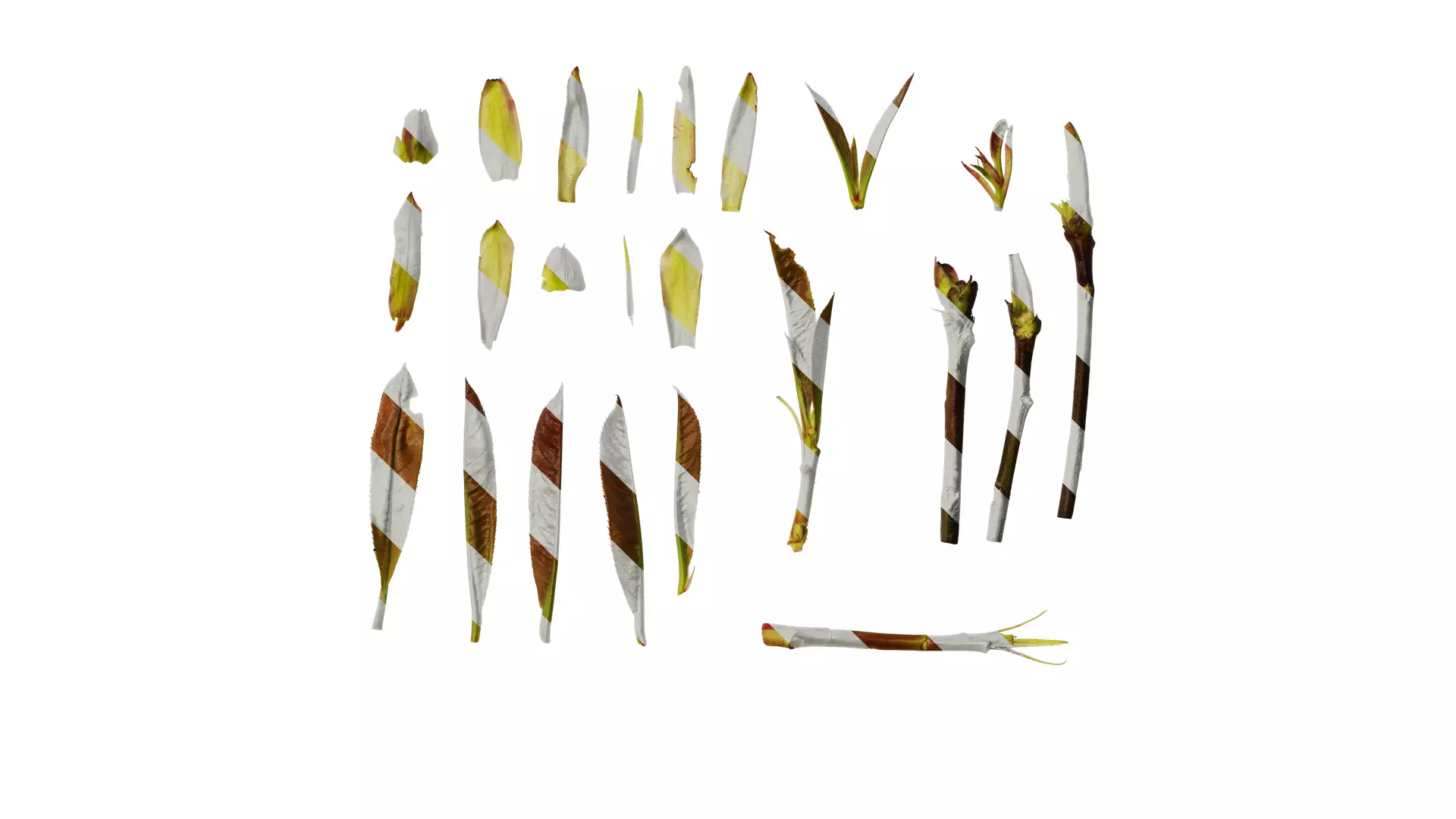 Anydrafts Photinia prionophylla Atlas 06 Texture_0