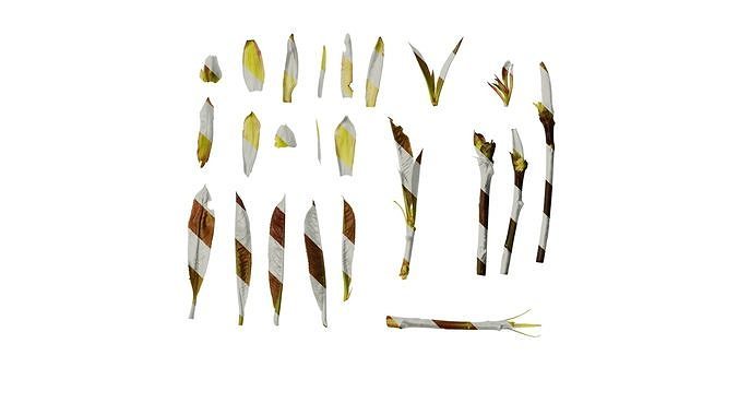Anydrafts Photinia prionophylla Atlas 06 Texture