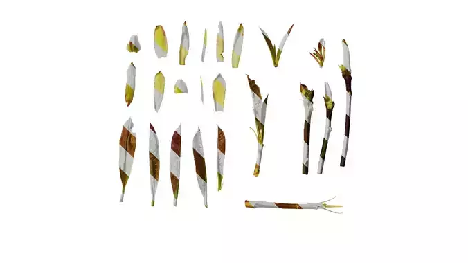 Anydrafts Photinia prionophylla Atlas 06