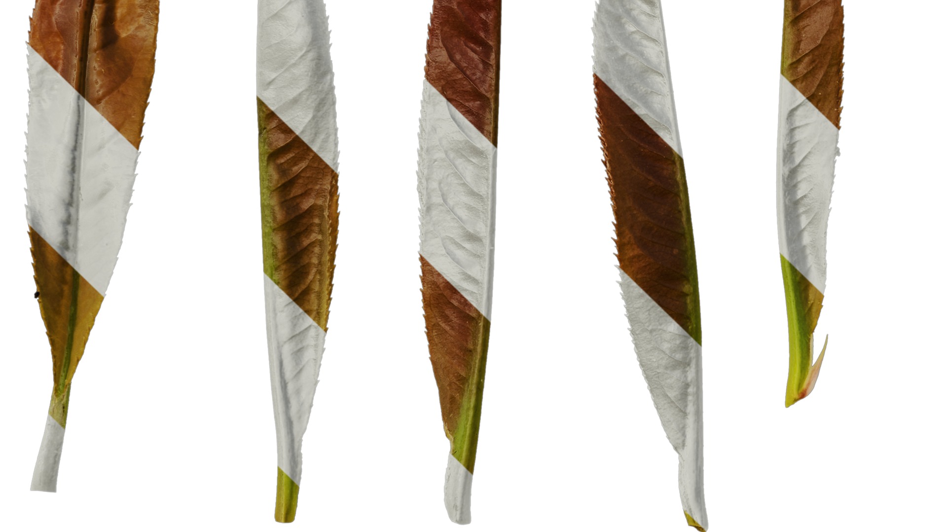 Anydrafts Photinia prionophylla Atlas 06 Texture_5