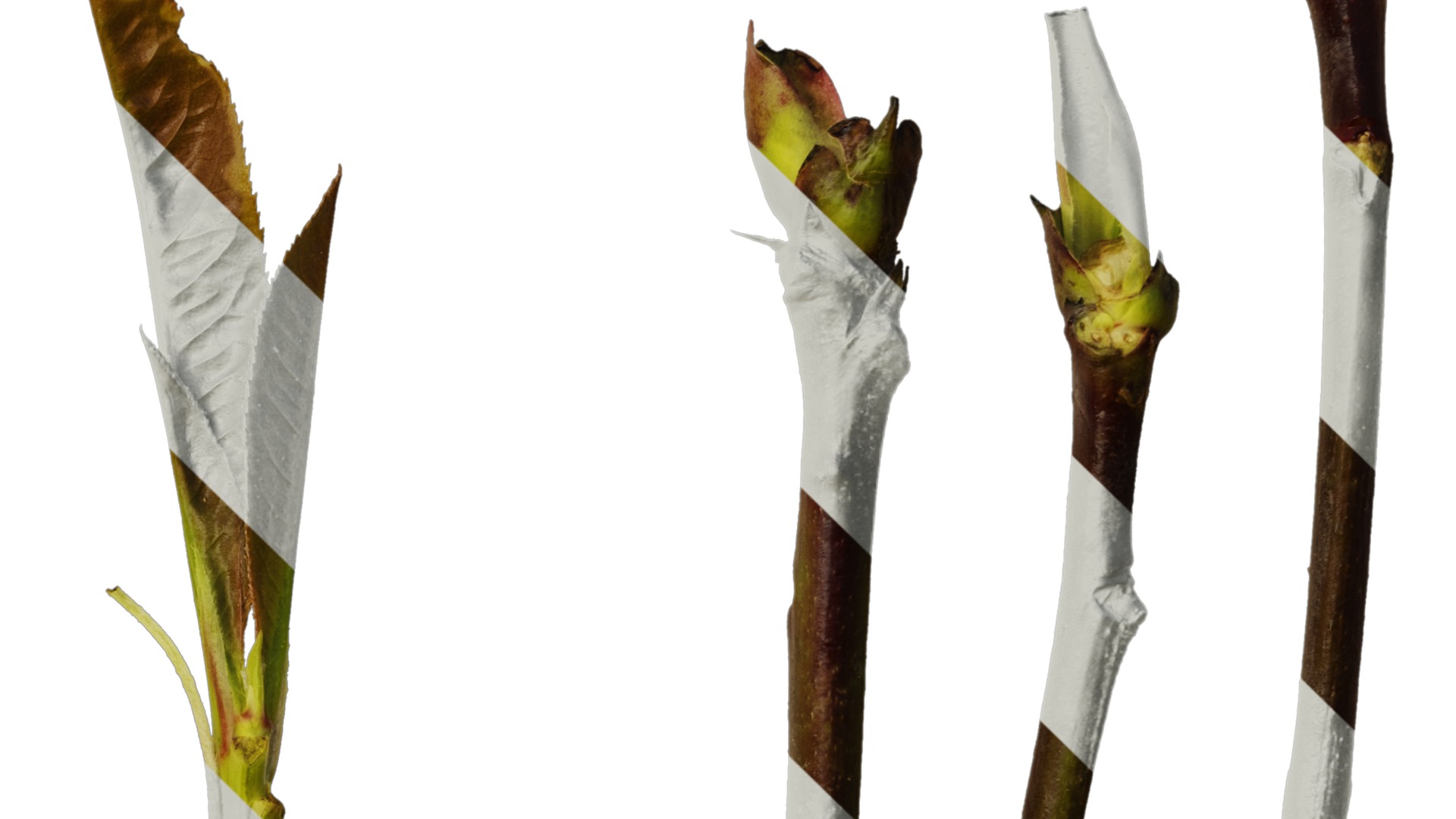 Anydrafts Photinia prionophylla Atlas 06 Texture_4