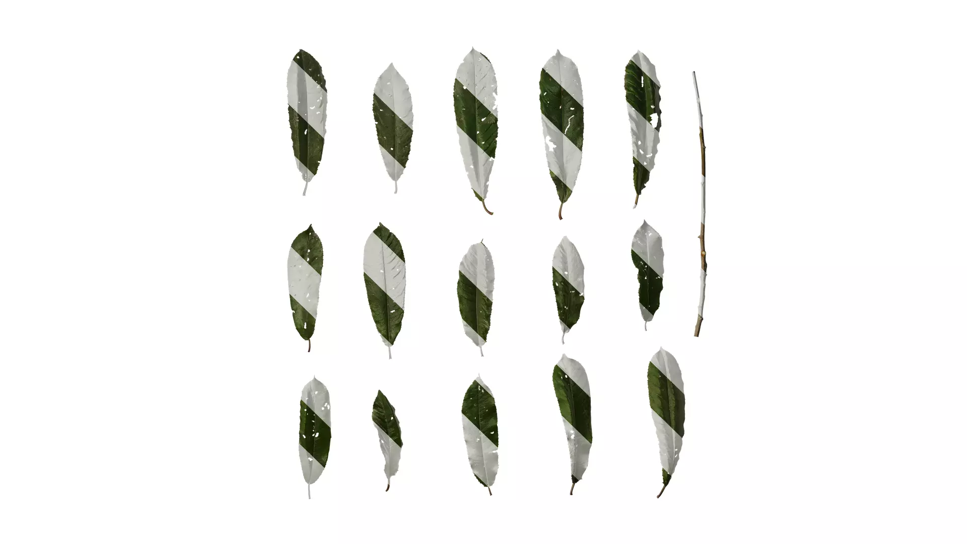 Anydrafts Photinia prionophylla Leaf 01 Texture