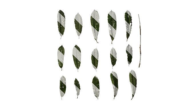 Anydrafts Photinia prionophylla Leaf 01 Texture