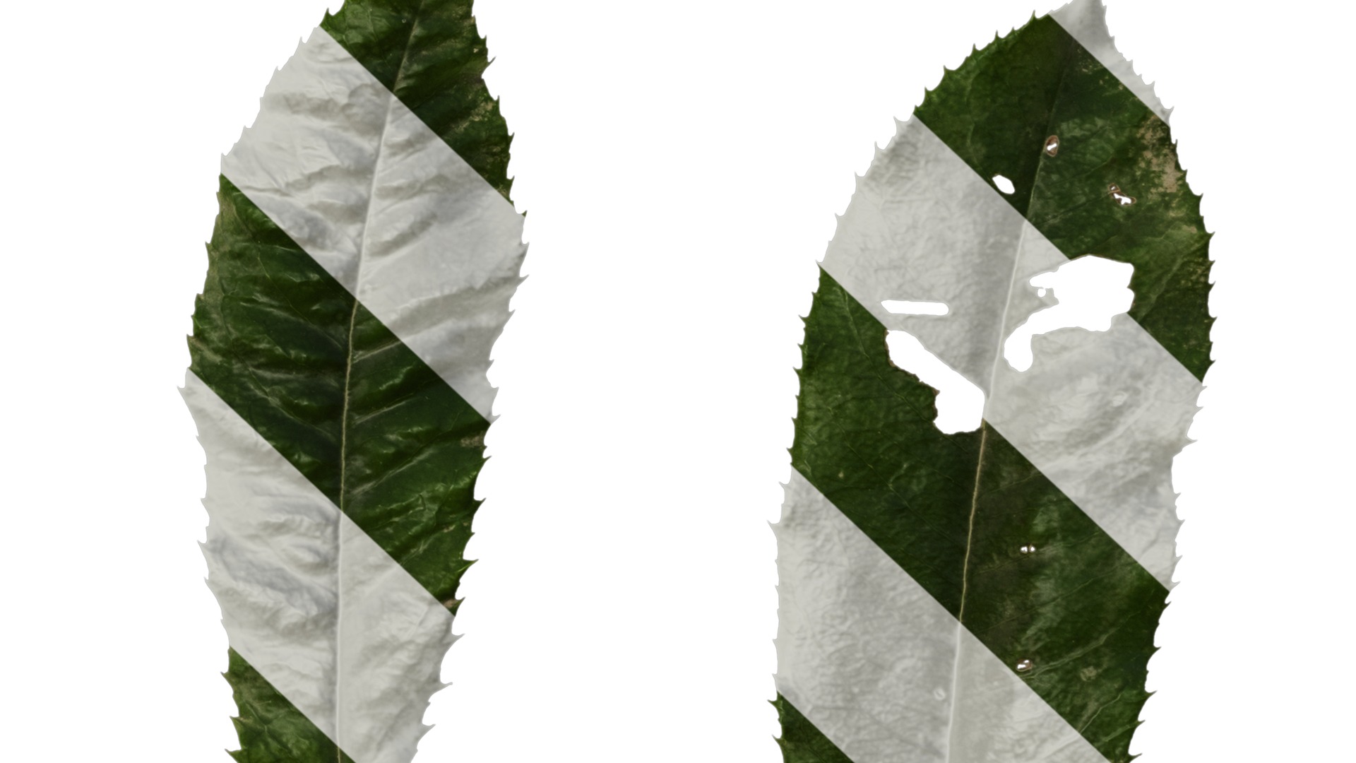 Anydrafts Photinia prionophylla Leaf 02 Texture_6