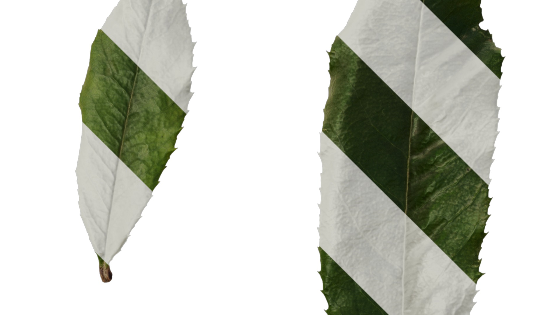 Anydrafts Photinia prionophylla Leaf 02 Texture_2