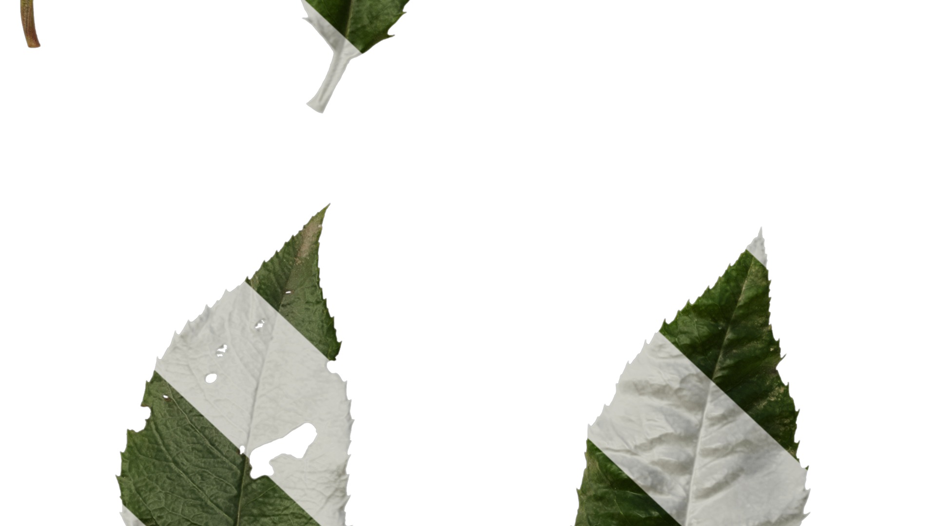 Anydrafts Photinia prionophylla Leaf 02 Texture_7