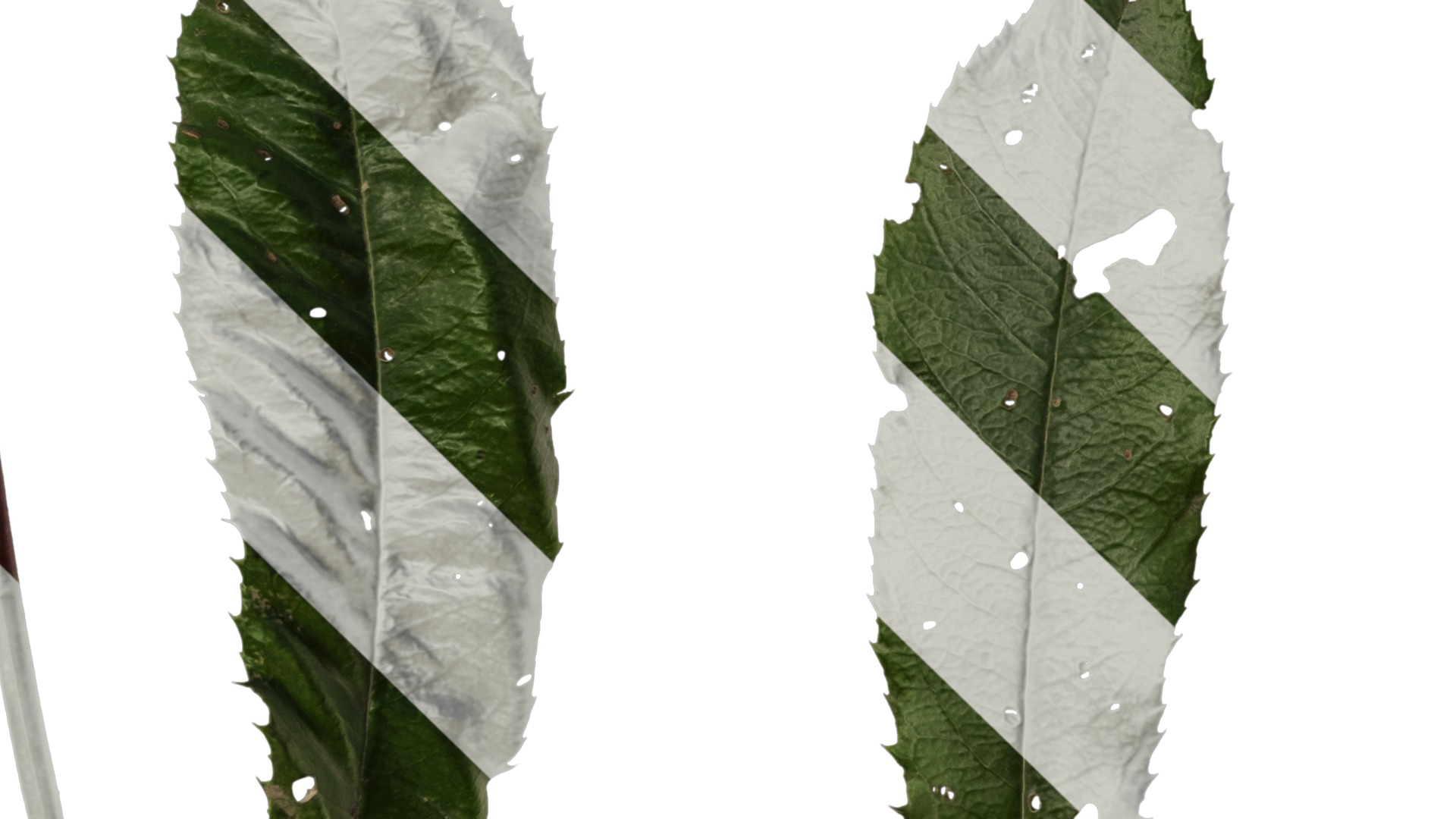 Anydrafts Photinia prionophylla Leaf 02 Texture_5