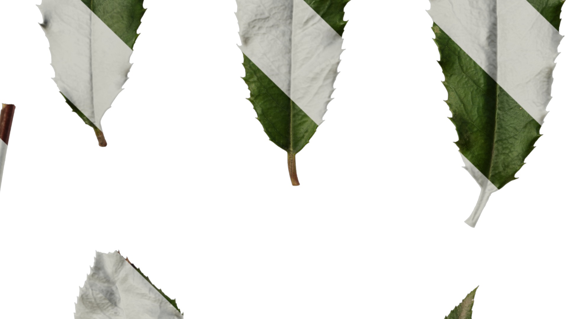 Anydrafts Photinia prionophylla Leaf 02 Texture_3