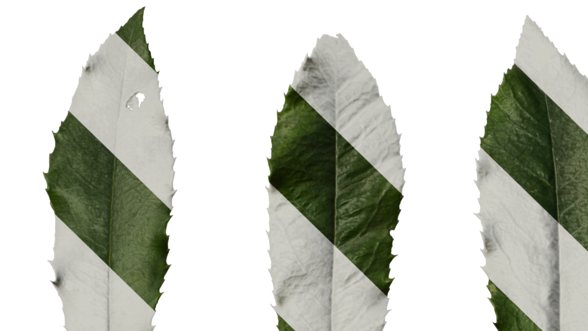 Anydrafts Photinia prionophylla Leaf 02 Texture_1