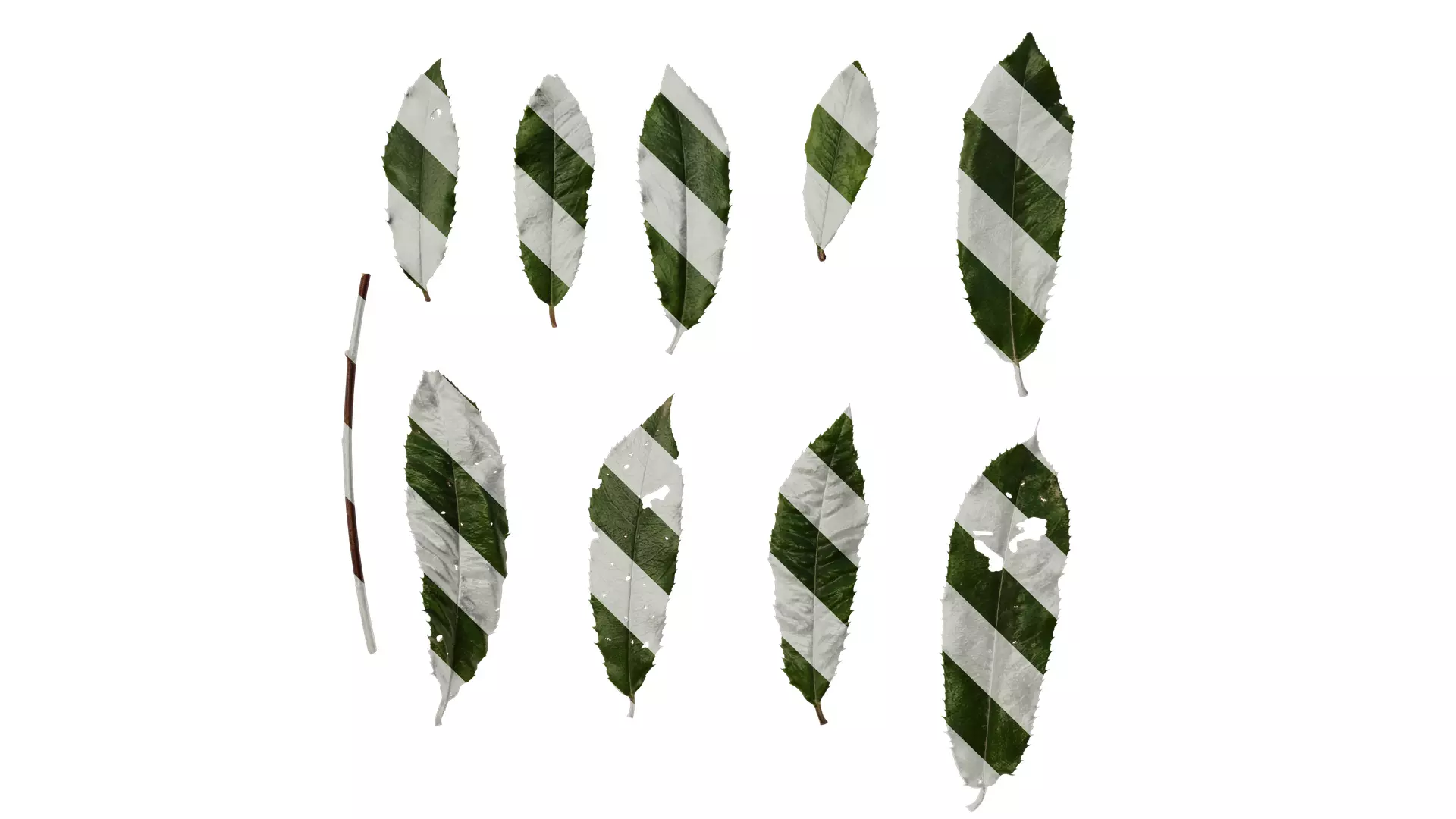 Anydrafts Photinia prionophylla Leaf 02 Texture_0