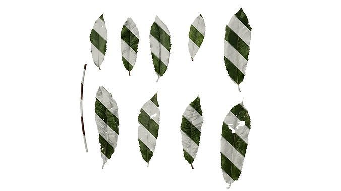 Anydrafts Photinia prionophylla Leaf 02 Texture