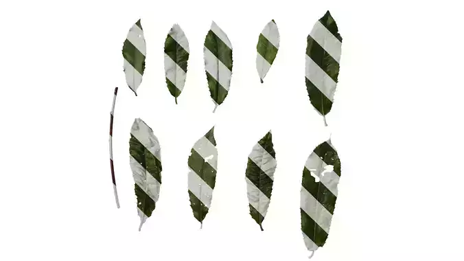 Anydrafts Photinia prionophylla Leaf 02