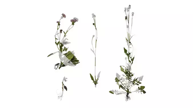 Anydrafts Hemisteptia lyrata Atlas 01