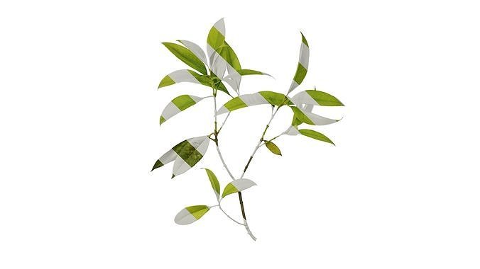 Anydrafts Photinia serratifolia Atlas 02 Texture