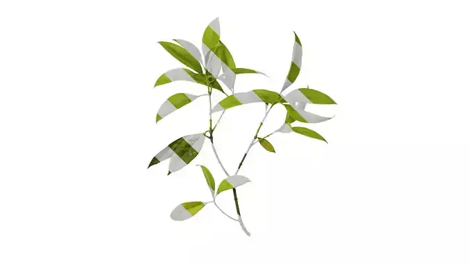 Anydrafts Photinia serratifolia Atlas 02