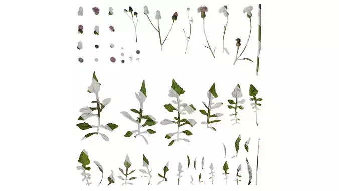 Anydrafts Hemisteptia lyrata Atlas 02