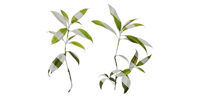 Anydrafts Photinia serratifolia Atlas 03 Texture
