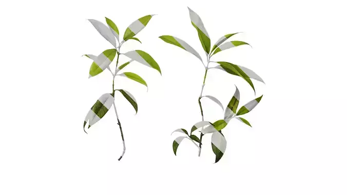 Anydrafts Photinia serratifolia Atlas 03