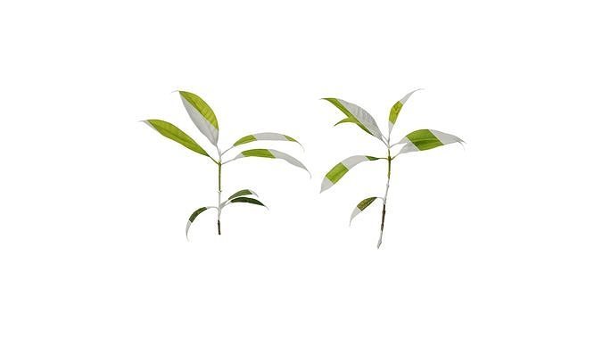 Anydrafts Photinia serratifolia Atlas 04 Texture