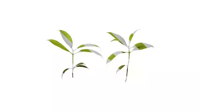 Anydrafts Photinia serratifolia Atlas 04