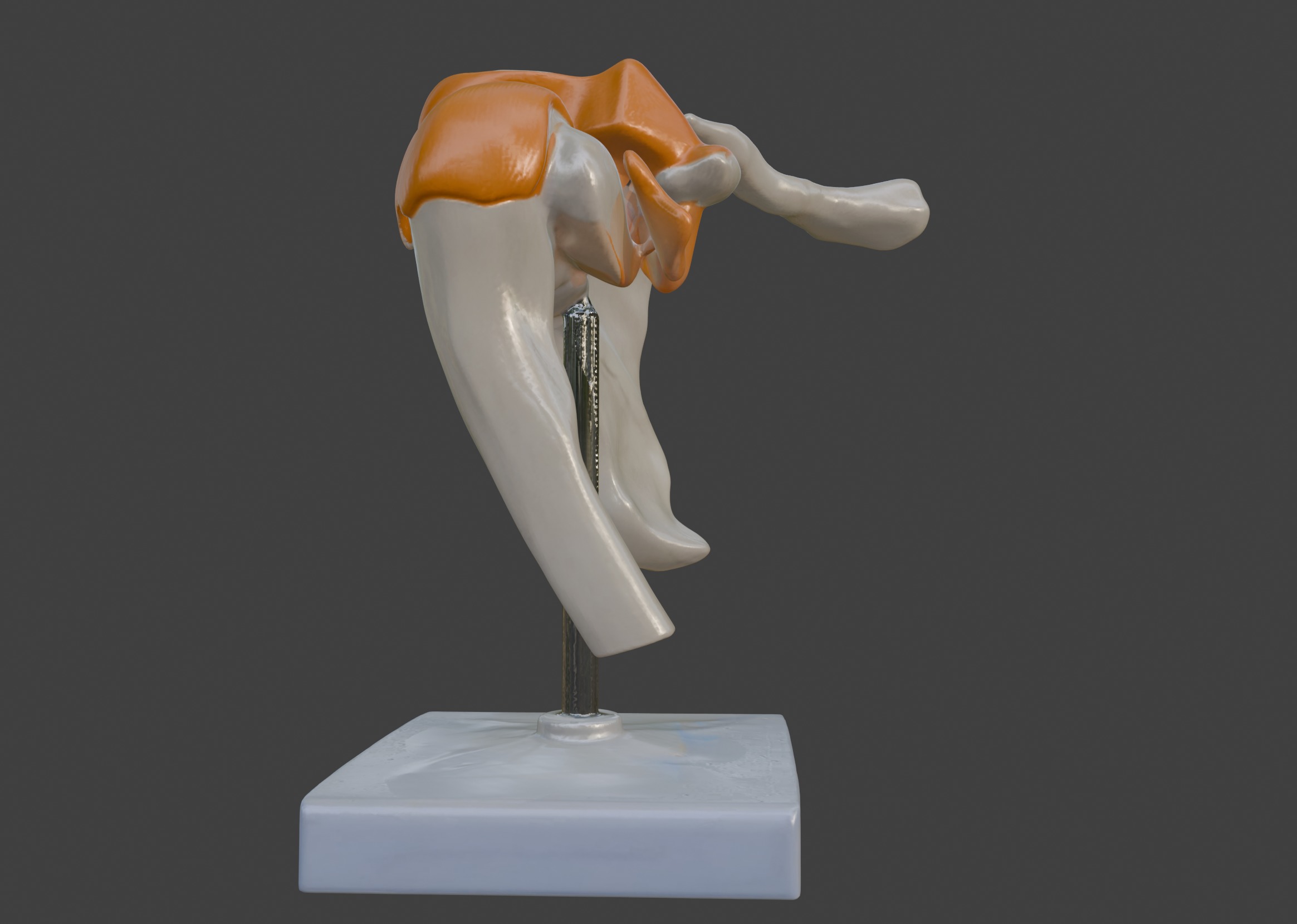 3D Model of Human Shoulder Joint with Ligaments - Anatomy 3D print model_5