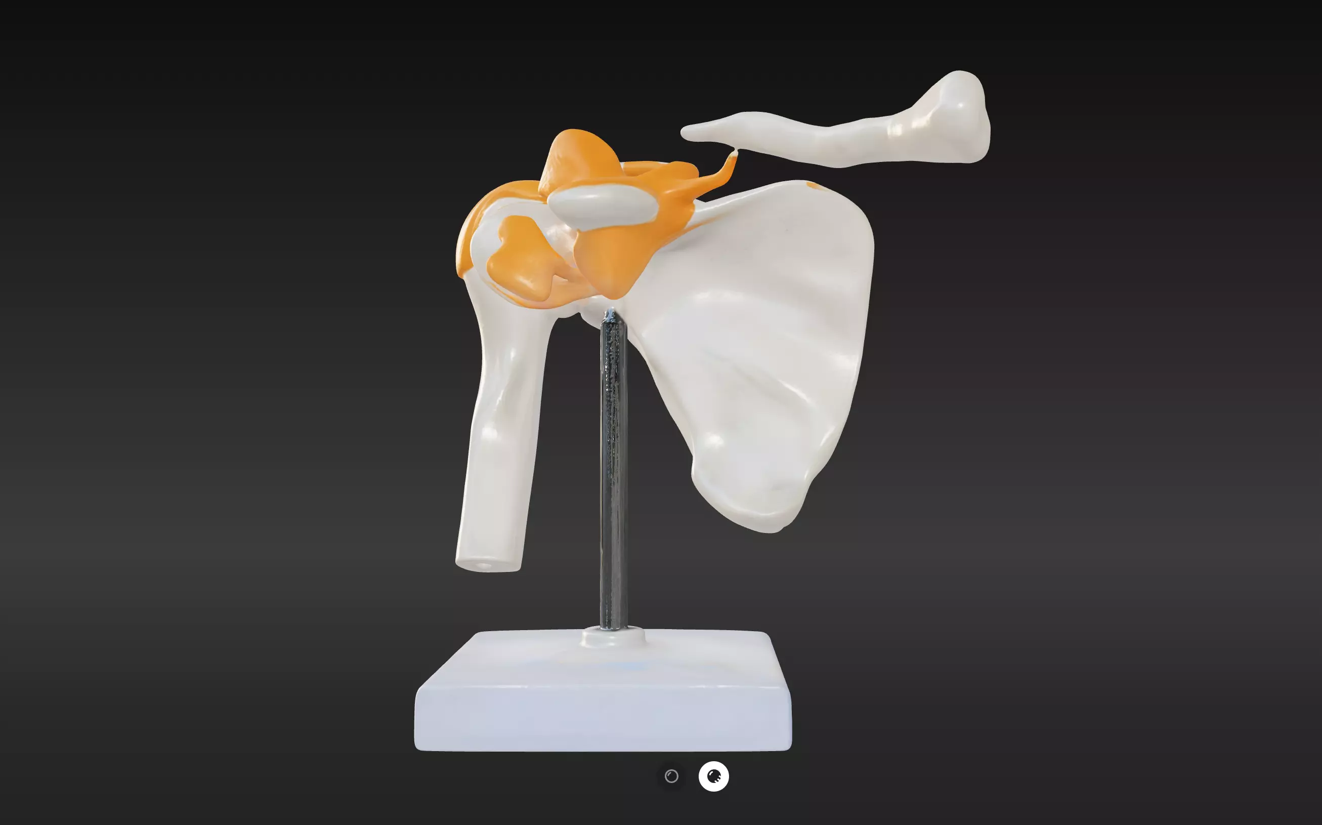3D Model of Human Shoulder Joint with Ligaments - Anatomy 3D print model_0